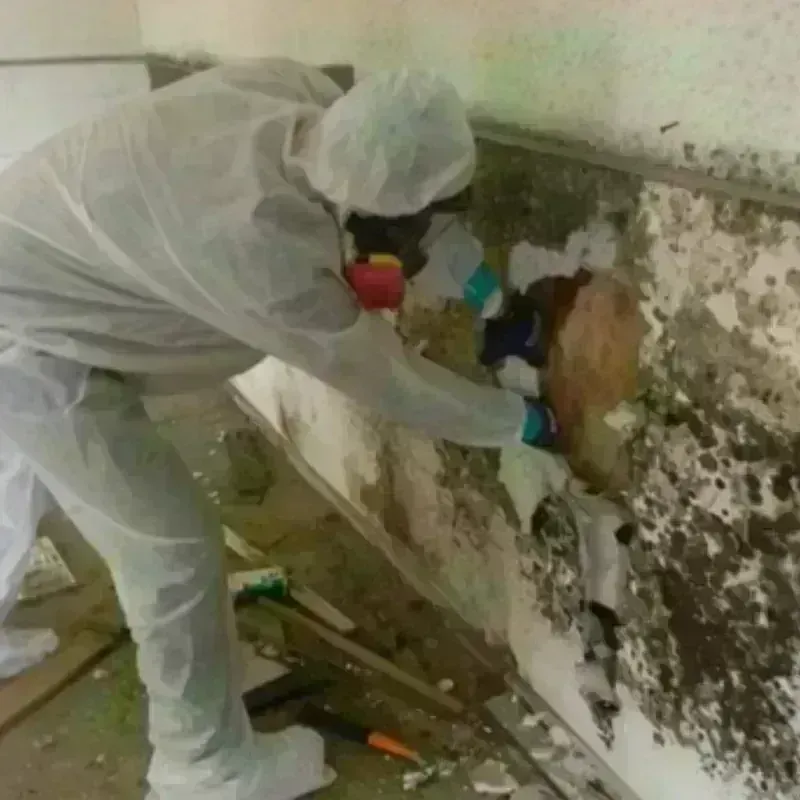 Mold Remediation and Removal in Alhambra, CA